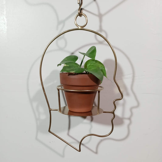 BENTNOSE POTHEAD Free Hanging